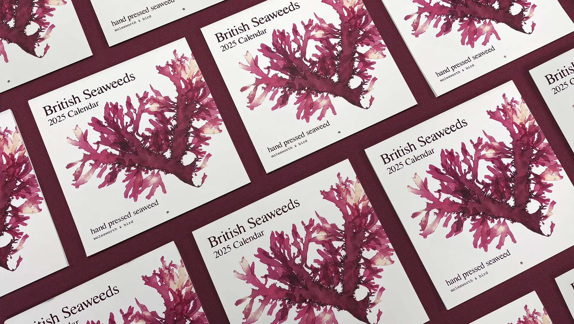 Multiple copies of the 2025 British Seaweed calendar featuring vibrant seaweed presses, perfect for nature lovers and coastal enthusiasts.