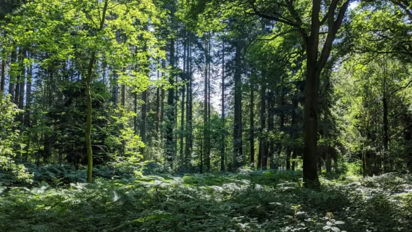 A beautiful forest representing the positive impact eco printing can have on the planet.