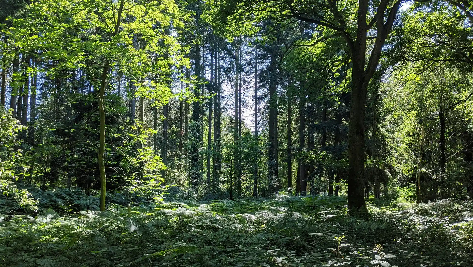 A beautiful forest representing the positive impact eco printing can have on the planet.