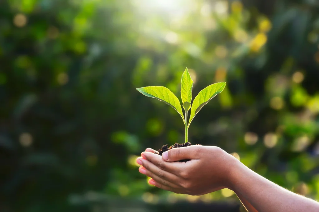 Young plant growing in hands representing sustainable printing and environmental responsibility